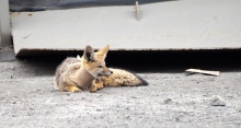 Una particular situación sufrió un ejemplar de zorro chilla (Pseudalopex griseus) en la provincia del Huasco, animal que fue encontrado con un tubo de cartón rígido alrededor de su cuello en las instalaciones de la empresa minera CAP Los Colorados, cercana a Vallenar, lo que motivó el llamado al Servicio Agrícola y Ganadero (SAG) organismo que procedió a la captura del mamífero, su restablecimiento y posterior liberación.