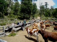 Cada año, cerca de cincuenta mil animales -principalmente bovinos, ovinos y caprinos- suben a los campos de pastoreo cordilleranos (CPC) en las fronteras de la región de La Araucanía para alimentarse con pasto tierno y dejar descansar los valles interiores, en la tradicional práctica denominada “veranadas”