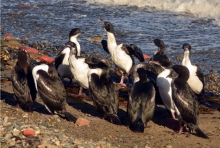 El Servicio Agrícola y Ganadero (SAG) hizo un llamado a proteger a las diferentes especies que componen la fauna silvestre de la región de Magallanes; esto, en el marco del avistamiento de las colonias de cormoranes ubicadas principalmente en el muelle Loreto y en otros muelles en desuso en el sector de la costanera, y que se han convertido en un atractivo turístico de Punta Arenas, siendo un punto obligado para visitantes y una de las escenas más fotografiadas de la ciudad.