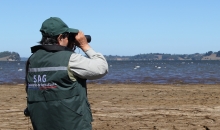 El Servicio Agrícola y Ganadero (SAG) informó que tras realizar el censo de verano de aves acuáticas período 2014 en el sector del Lago Budi, se ha logrado cuantificar más de 10 mil ejemplares de aves. Estos positivos resultados corroboran la efectividad del área prohibida de caza establecida en esta zona.