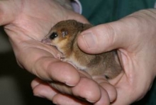 Un monito del monte (Dromiciops gliroides) fue liberado por funcionarios del Servicio Agrícola y Ganadero (SAG) de la oficina Arauco en la localidad de Huillinco, en la comuna de Cañete, luego der evaluado por una médico veterinario del Servicio, quien determinó que se encontraba en óptimas condiciones para ser reinsertado en su medio natural.