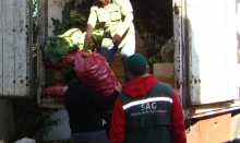 En fiscalizaciones realizadas en la Región de La Araucanía, el Ministerio de Agricultura, a través del Servicio Agrícola y Ganadero (SAG), decomisó 750 kilos de papas provenientes del norte de país. El hecho ocurrió en uno de los controles fitosanitarios que realiza el SAG con apoyo de Carabineros de la Tenencia de Carreteras de Cautín Norte, en la localidad de Pillanlelbun.