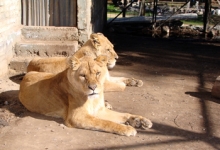SAG trasladó dos leonas africanas al Bioparque Quillón