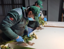 SAG Araucanía certificó más de 150 mil toneladas de productos agrícolas durante la temporada de exportaciones 24/25