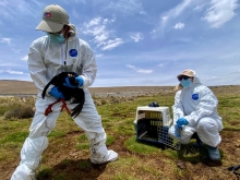 SAG refuerza acciones de rescate y monitoreo tras derrame de aceite de soya en sector Chungará