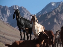 Servicio Agrícola y Ganadero y Servicio Nacional de Aduana dan a conocer número de ganaderos que han realizado tramitación hasta la fecha para traspasar la cordillera San Juan, Argentina, número de tramitación que aumenta día a día.