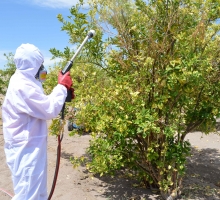 El Consejo Regional de Tarapacá aprobó la entrega de $259 millones para estudiar e iniciar la generación de controladores biológicos que permitan combatir a la plaga cuarentenaria Mosquita Blanca Japonesa (Parabemisia myricae) que afecta principalmente a los cítricos de la comuna de Pica.