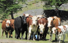 Dada la importancia de continuar con el fortalecimiento del Programa de Trazabilidad, el Servicio Agrícola y Ganadero (SAG) informa que a partir del 01 de enero de 2014, todos los productores bovinos, inscritos con su Rol Único Pecuario (RUP), pueden acercarse a cualquier oficina del SAG para solicitar su Regularización de animales bovinos con DIIO en el Sistema de Información Pecuaria SIPECweb.