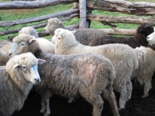 En enero de 2013 se detectó que la enfermedad afectaba a 2 mil 565 ovinos tras un año de intensas fiscalizaciones y control por parte del Servicio Agrícola y Ganadero, ninguno de los 6 predios involucrados presenta signos clínicos asociados a tal enfermedad