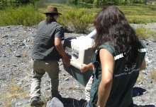En la Central Cipreses, ubicada en la comuna de San Clemente, provincia de Talca, fue liberado un ejemplar de Zorro Chilla (Lycalopex griseus) el cual fue rescatado por funcionarios del SAG de la comuna de Romeral y que permaneció más de tres meses en el Centro de Rehabilitación Casa Noé de la ciudad de Linares.