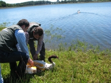 Tres cisnes de cuello negro, Cygnus melancoryphus, fueron liberados exitosamente en la laguna del fundo María Ester, en la comuna de Victoria, por funcionarios del Servicio Agrícola y Ganadero (SAG).