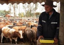 Capacitar a los/as pequeños /as ganaderos/as del Programa PRODESAL – INDAP de la Municipalidad de Negrete en el Sistema Informático SIPECweb y los componentes del Programa Oficial de Trazabilidad Sanitaria Animal, fue uno de los objetivos del taller organizado por el municipio y dictado por funcionarios del Servicio Agrícola y Ganadero (SAG)