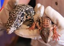 • Los ejemplares serán evaluados en el Hospital Veterinario de la Universidad San Sebastián y posteriormente trasladados a Santiago para la entrega a un centro de rescate de fauna silvestre que cumpla con las condiciones necesarias para el bienestar de los reptiles.