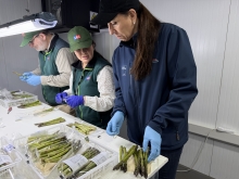 SAG Araucanía certifica espárragos frescos cultivados en Collipulli con destino a Brasil