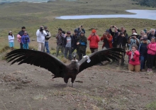 La liberación de los tres animales, denominados Rey, Col col y Andino por niños de la comunidad de Cochrane, es la culminación de un largo trabajo conjunto entre la Unión de Ornitólogos de Chile (UNORCH), Conservación Patagónica (CP) y el Servicio Agrícola y Ganadero (SAG).