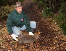 En buenas condiciones y sin lesiones fue encontrado un armadillo o peludo (Chaetophractus villosus) en la inmediaciones del Lago Verde; el que fue rescatado por un vecino del sector La Junta. El ejemplar fue examinado por médicos veterinarios del SAG, quienes determinaron que el animal se encontraba en buenas condiciones por lo que se liberó a los pocos días en la misma localidad.