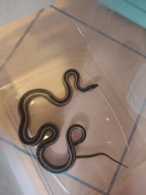 SAG Tarapacá rescata culebra nativa en sector El Boro de Alto Hospicio y la libera en su hábitat natural