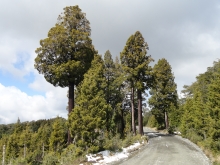 SAG presenta publicación sobre alerces y cipreses chilenos y su biodiversidad asociada
