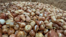SAG aplaza puesta en marcha de normativa para importación de estructuras vegetativas