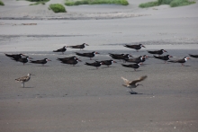 Día Mundial de las Aves Migratorias