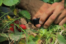 SAG cambia estatus del nematodo que afecta a la frutilla y refuerza medidas de control en viveros