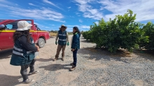Buena noticia para la agricultura regional: SAG Tarapacá cierra campaña de erradicación de mosca de la fruta en Bajo Soga