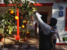 SAG aplica riguroso protocolo de erradicación para resguardar la condición de país libre de Mosca de la Fruta