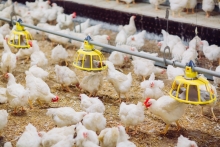 Chile se declara País Libre de Influenza Aviar Altamente Patógena en aves de corral