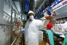 SAG suspende ingreso de aves y productos avícolas provenientes de Santa Catarina, Brasil