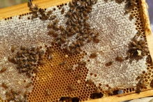 En el Día Mundial de las Abejas, SAG presenta guía sobre bienestar animal en la apicultura