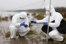 Chile, único país de Latinoamérica seleccionado por la FAO para liderar proyecto que fortalece la respuesta ante emergencias zoosanitarias