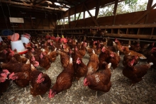 SAG confirma primer caso de influenza aviar en un traspatio de La Araucanía y refuerza medidas para detección oportuna en todo el país