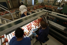 Chile será el primer país del mundo con certificación fitosanitaria 100% digital con China