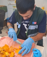 SAG Tarapacá concluye exitosamente campaña de erradicación de la mosca de la fruta en Pica