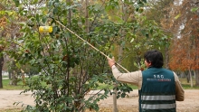 Ministerio de Agricultura renovó seguro colectivo para mosca de la fruta