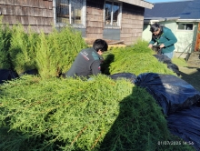 SAG Los Lagos retiene más de 7 mil plantas de Ciprés en Ancud por incumplimiento normativo y riesgo sanitario