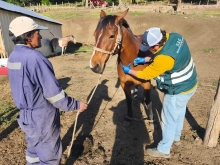SAG Biobío comenzó trabajo en veranadas en Alto Biobío