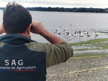 SAG confirma primer caso de influenza aviar de alta patogenicidad en ave silvestre en la región de Los Lagos