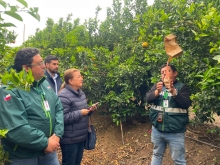 SAG implementa Técnica del Insecto Estéril en Monte Patria para reforzar erradicación de la Mosca de la Fruta