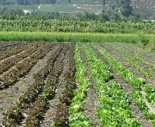 • La Dirección General de Agricultura y Desarrollo Rural de la Comunidad Europea informó su disposición de avanzar en el proceso de reconocimiento de equivalencia del sistema de certificación de la producción orgánica de Chile, para ser incluido en la lista de Terceros Paises reconocidos para este propósito.