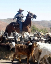 Ganadero arriando sus animales