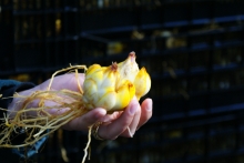 SAG Los Lagos inicia temporada de inspección de bulbos de lilium
