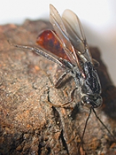 SAG libera enemigo natural para combatir plaga que ataca a los pinos