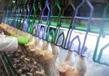 SAG informa evolución del evento de dioxinas en carnes de pollo