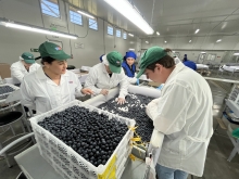 Comenzó nueva temporada de inspección de fruta fresca con destino a EE.UU