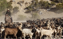 A partir del próximo mes los crianceros de la región de Coquimbo podrán pastorear por los Altos Valles de Calingasta, Argentina. Un importante anuncio que dejó en manifiesto las autoridades y que permitirá a los crianceros de nuestra región contar con una nueva alternativa para la alimentación del ganado mayor y menor en época de veranadas.
