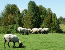 SAG Los Lagos impulsa trazabilidad ovina para fortalecer la sanidad animal y la gestión productiva del rubro