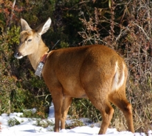 Huemul en la nieve.