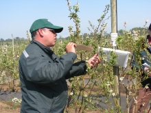 En el marco de las acciones de vigilancia fitosanitaria del Programa de Control Oficial de Lobesia Botrana (PCOLB), el Servicio Agrícola y Ganadero (SAG) instaló 1.080 trampas de feromonas tipo delta en predios de vid, huertos y parrones de la región de La Araucanía.