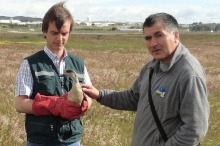 Un ejemplar de pato Juarjual (Lophonetta specularioides) fue liberado por personal del SAG de la región de Magallanes en el área protegida por una exclusión en el Humedal tres Puentes. El animal fue rescatado en diciembre pasado gracias a la oportuna denuncia de una vecina del sector sur de Punta Arenas.